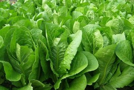 Parris Island Cos Romaine Lettuce Seeds 500+ Heat Tolerant Veggies From US - £6.59 GBP