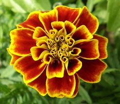 20 French Marigold Tagetes Patula Durango seeds Florist Choice! - £5.63 GBP