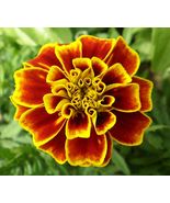 20 French Marigold Tagetes Patula Durango seeds Florist Choice! - £5.67 GBP
