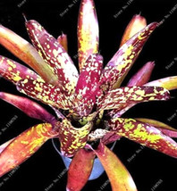100 pcs Cactus Bromeliad Succulent Rare Colorful Flower Bonsai Courtyard Mini Pl - £3.58 GBP