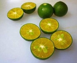 Calamansi Calamondin Lime 20 Seeds Citrus Tangerine Fruit Citrus Reticulata Fres - £7.05 GBP