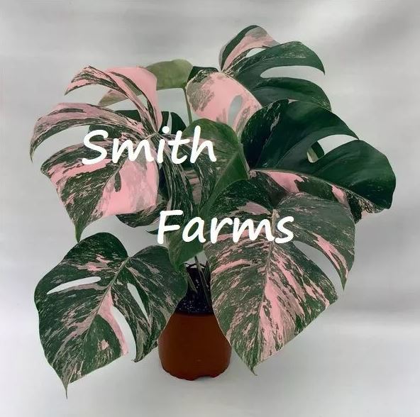 Monstera Seeds Pink Monstera Flower Beauitful Large Colorful Leaves Plant Garden
