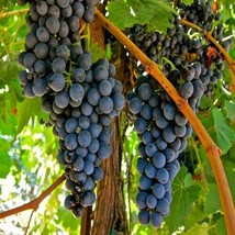 30 Seeds Vitis Vinifera Grape Vine Seeds  - £11.94 GBP