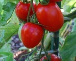 Enchantment Tomato Juicy Vegetable  Tomatoes 50+ seeds - £5.74 GBP