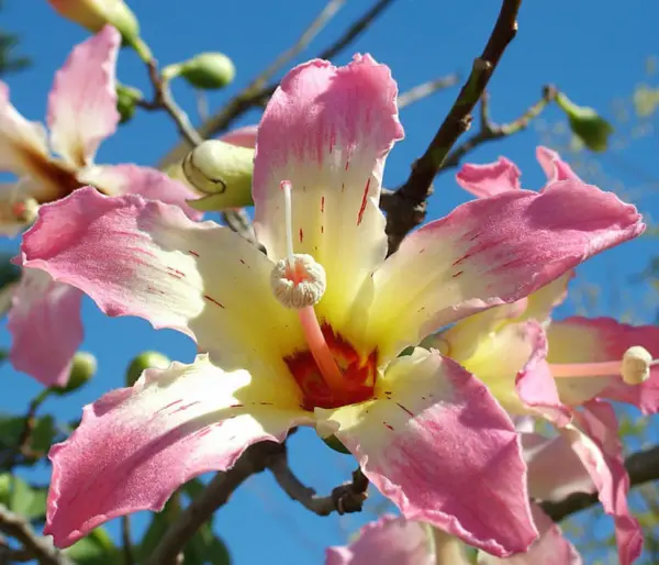Chorisia Speciosa Flowering Tree Silk Floss Bottle Baobab 5 Seeds Fresh Garden - £14.14 GBP
