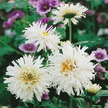 Perennial Chrysanthemum Shasta Crazy Daisy 20 Seeds Fresh Seeds - £7.89 GBP