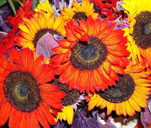 SUNFLOWER AUTUMN BEAUTY Helianthus Annuus - 20 Seeds - $31.69 CAD