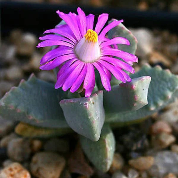 Dracophilus delaetianus rare mesem cactus seed 20 SEEDS - $16.44
