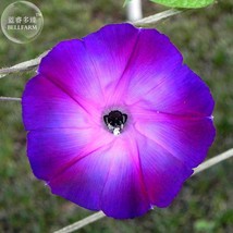 Rebecca Purple Morning Glory 50 Seeds Purple Dark Purple Pink Petals E3998 Garde - $11.95