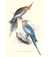 New Holland Parakeets -Nynphicus Hollandicus - $19.97