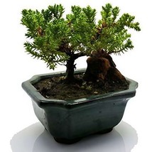 Bonsai Juniper Tree - Japanese Art Live House Plants for Indoor and Outdoor Gard - £26.07 GBP