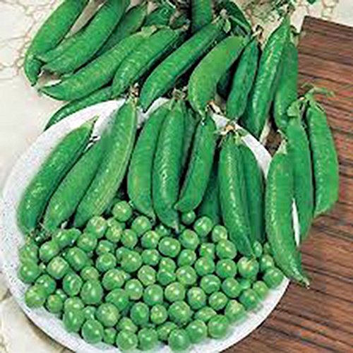 Pea Seed, Little Marvel, Heirloom, Organic, Non GMO, 20 Seeds, Perfect Peas - $4.96