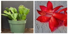 4&quot; Potted Big Red Christmas Cactus Rooted Starter Plant Schlumbergera Truncata - $61.79