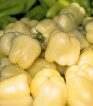 USA White Cloud Bell Pepper Sweet Mild Capsicum Annuum Vegetable 50 Seeds - £8.78 GBP