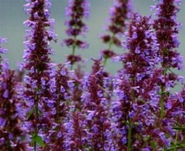 LWSTORE 30 Nepeta Parnasica Catmint Flower Seeds Perennial USPS Shipping - £6.78 GBP