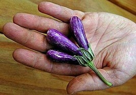 25 Seeds Mini Eggplant Little Fingers Eggplant Asian Heirloom Non GMO - £14.91 GBP