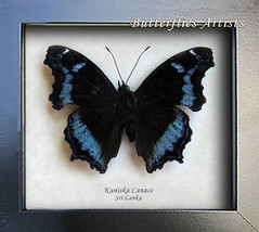 Kaniska Canace Blue Admiral Real Butterfly Entomology Collectible In Shadowbox  - £39.49 GBP