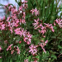 100 Seeds RAGGED ROBIN Pink Purplish Lychnis Flos Cuculi Pink Flower - £13.36 GBP