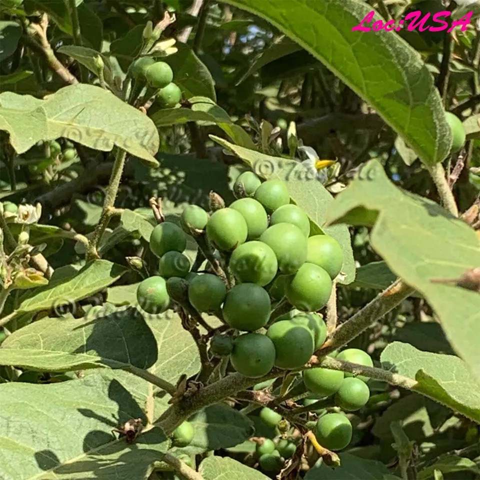 KS Pea Eggplant Brush Eggplant Turkey Berry Thai Pea Eggplant 80 Seeds  - £11.94 GBP