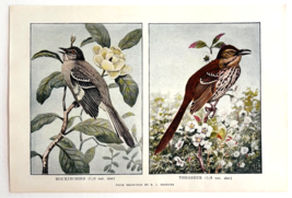 1927 Mockingbird And Thrasher Bird Art Plate Color Book Print Wildlife F14C - $19.99