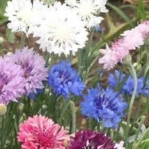 US Seller Bachelor Button Mix Seeds Fast Shipping - $14.50