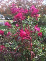 New Fresh Seeds 40 Seeds Tall Pampas Plume Celosia With Feathery Plume O... - $3.98