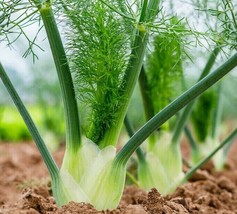 Grow In US Florence Fennel Seeds 200+ Herb Garden Culinary Butterflies Bees - £6.63 GBP