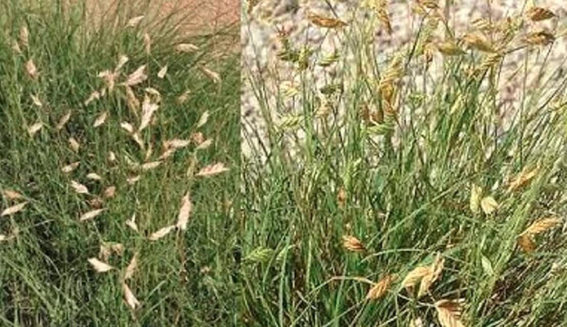 50Pcs Buchloe Dactyloides Grass Seeds Fresh Seeds - $5.19