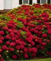 Ruby Slippers Hydrangea Starter Plant - £30.70 GBP