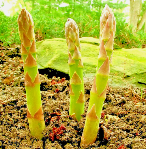 LD 200 Asparagus Seeds Perennial Spring Garden Vegetable Fast Shipping - $8.22