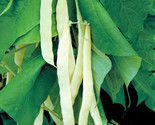 Bai Bu Lao Romano Bean Seeds Pole Beans White Light Green Flat Roma Seed  - $5.93