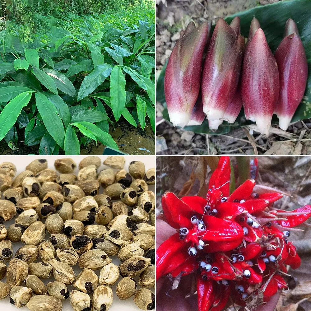 From US 50 pcs Seeds Myoga Ginger Seeds High Germination  - £8.59 GBP