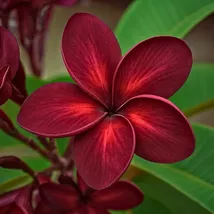 Dark Red Plumeria Seeds For Planting | 5 Seeds - $13.95
