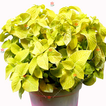 Fresh Seeds 100Pcs Coleus Blumei Seeds Yellow Color - $12.36