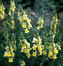 Lemon Sherbet Snapdragon 50 Seeds Fresh Garden USA Shipping - £15.48 GBP