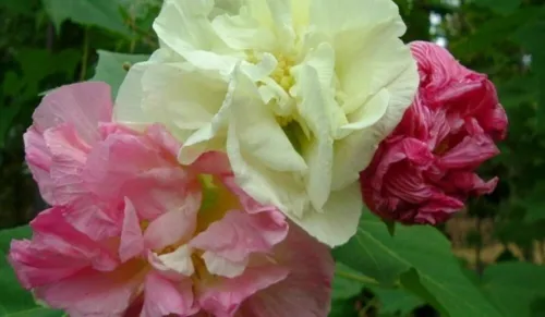 Fresh Double Confederate Rose 25 Seeds Heirloom Perennial Hibiscus Garden - £10.35 GBP