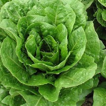 Buttercrunch Lettuce Seeds 600 Vegetable Garden - £3.13 GBP