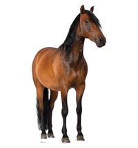 HORSE Lifesize Standup Standee Cardboard  CutOut Prop Thoroughbred  Larg... - £38.66 GBP