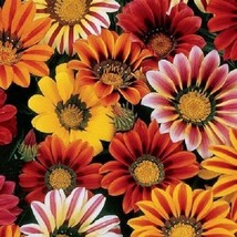 Th 30+ Gazania Sunshine Mix Flower Seeds / DROUGHT-TOLERANT Reseeding Annual - £12.43 GBP