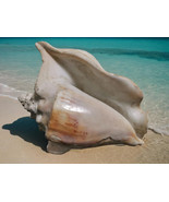 Large Rare Natural Sea Conch Shell 16cm Aquarium Home Decor - $63.30 CAD