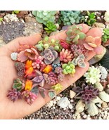 200 Seeds Mixed Succulent Seeds - Beautiful and Colorful Collection for ... - $8.00