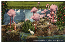 Flamingos and Nests at Hialeah Park Miami Florida Postcard Posted 1954 - £5.30 GBP