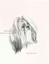 #280 SHIH TZU portrait dog art print * Pen and ink drawing by Jan Jellins - $12.50