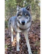 Realistic Wolf Plush, Lifelike Wolf Toy, Stuffed Wolf, Wolf Plushie, Wol... - $3,810.00