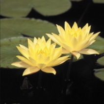 Rhizome Nymphaea Joey Tomocik Yellow Hardy Water Lily Plant Tuber - £29.87 GBP