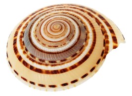 Conch Shell Vishnu Chakra for Pooja/Vastu Dosh &amp; to Attract Wealth - 2 Inch - £11.62 GBP