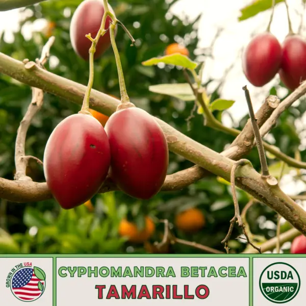 20 Tamarillo Tomato Tree Seeds Cyphomandra Betacea Organic Genuine Usa Garden - £11.35 GBP