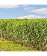 Bloomys 1000 Seeds Switchgrass Seeds Native Tall Grass Prairie Ornamenta... - $191.07 MXN