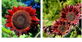 75 Seeds! Sunflower RED SUN 5-6’ Bronze/Maroon Flowers 6&quot; Pollinator Seeds - £21.57 GBP