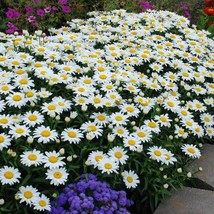 Dwarf Daisy Leucsnthemum Paludosum 100 Fresh Seeds For 2022From US  - $8.35